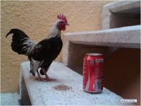 gallos kikirikis